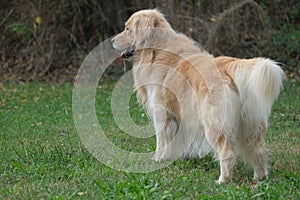 Splendid example of golden retriever dog with brown fur.