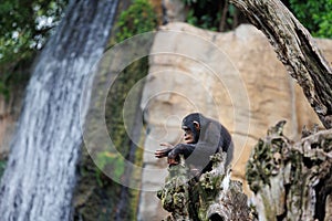 Splendid Exemplar of Monkey in a Naturalistic Environment photo