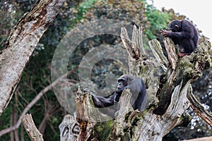 Splendid Exemplar of Monkey in a Naturalistic Environment photo