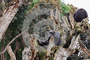 Splendid Exemplar of Monkey in a Naturalistic Environment photo