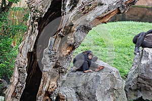 Splendid Exemplar of Monkey in a Naturalistic Environment photo