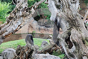 Splendid Exemplar of Monkey in a Naturalistic Environment photo