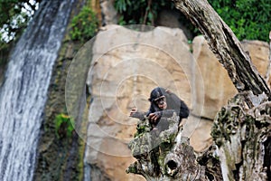 Splendid Exemplar of Monkey in a Naturalistic Environment photo