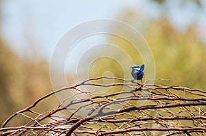 Splendid Fairy Blue Wren