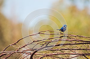 Splendid Fairy Blue Wren