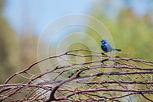 Splendid Fairy Blue Wren