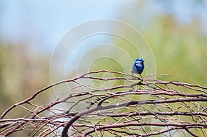 Splendid Fairy Blue Wren