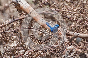 Splendid Fairy Blue Wren