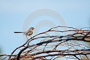 Splendid Fairy Blue Wren