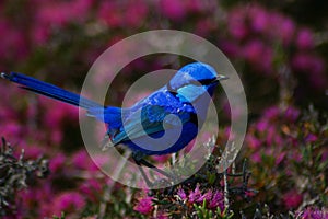 Splendid fairy-wren 2