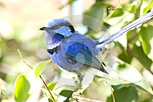 Splendid Fairy Wren