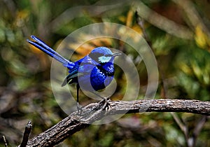 Splendid Fairy Wren