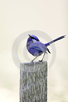 Splendid fairy-wren bird