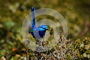 Splendid fairy-wren 3 photo