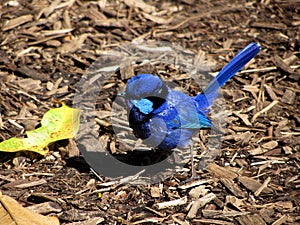 Splendid Fairy Wren, Malurus splendens, Western Australia