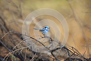 Splendid fairywren