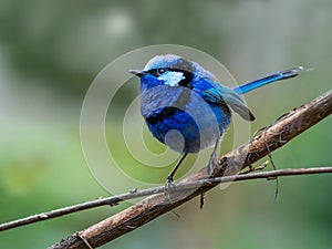 Male Splendid Fairywren in Breeding Plumage photo