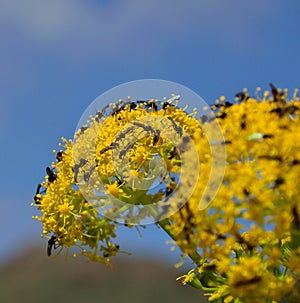 Splendid fennel flowers covered with small insects