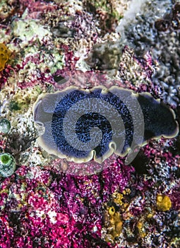 Splendid Flatworm