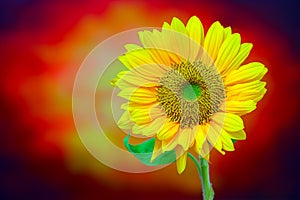 Splendid full blown tropical sunflower on dark abstract background
