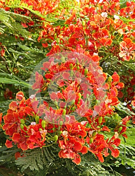 Splendid Gulmohar flowers