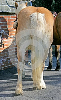 Splendid Horse Tail 1