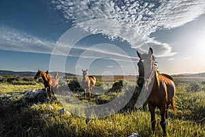 Three splendid horses on the green meadow in springtime, beautiful blue sky with original pretty clouds