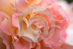 splendid huge royal double pink-yellow color roses blossom background. extreme macro shot