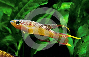 SPLENDID KILLIFISH aphyosemion splendopleure, ADULT photo