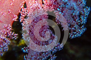 Splendid Knotted Fan Coral Acabaria spendens in the Red Sea