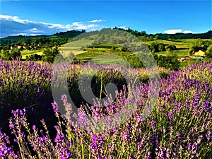 Bellissimo lavanda natura un ambiente 