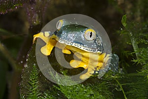 Splendid leaf frog (Cruziohyla calcarifer) photo