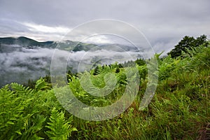 Splendid mountain valley is covered with fog after the rain with green alpine meadows. Foggy landscape. Location place Carpathian