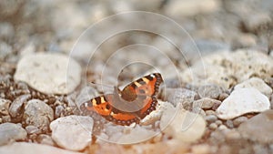 splendid Peacock butterfly (Inachis io) resting in the sun