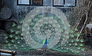 Splendid peacock with feathers out
