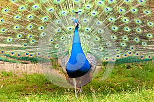 Splendid peacock with feathers out