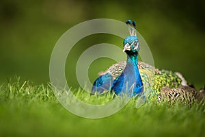 Splendid peacock (Pavo cristatus)