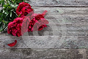 Splendid pink peonies flowers on rustic wooden background. Selective focus