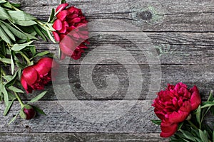 Splendid pink peonies flowers on rustic wooden background. Selective focus