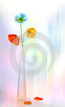 Splendid Poppies in a vase