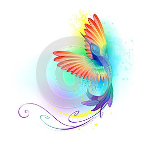 Splendid rainbow hummingbird on white background photo