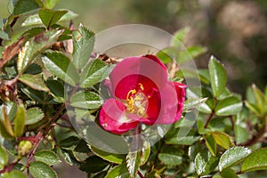 A splendid specimen of a rose â€˜Amadeusâ€˜ in bloom.