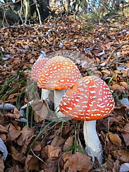 Splendid specimens of Amanita Muscaria