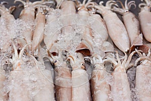 Splendid Squid Loligo duvauceli, fresh seafood market in Thailand, fresh splendid squid in ice, Large fresh splendid squid place