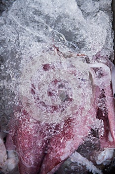 SPLENDID SQUID FOR SELL