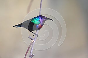 Splendid sunbird photo