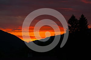 Splendid sunset over pine trees