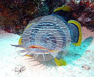 Splendid toadfish