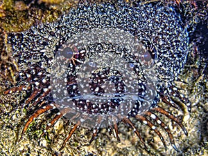 splendid toadfish ,Sanopus splendidus,toadfish