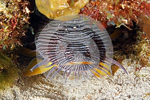 Splendid Toadfish photo